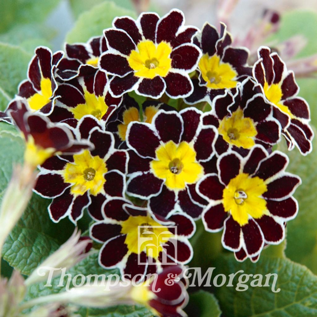 Polyanthus Gold Laced