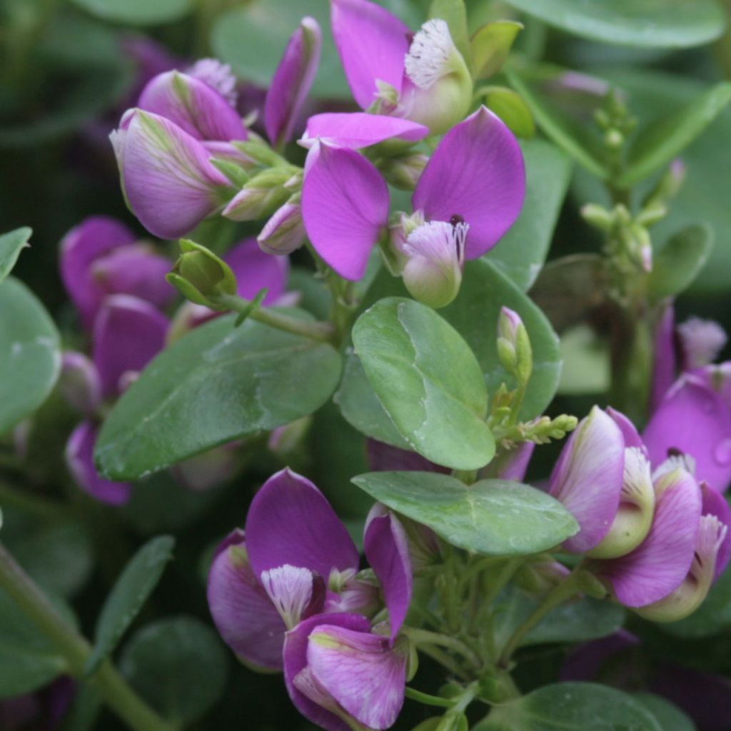 Polygala Bibi Pink