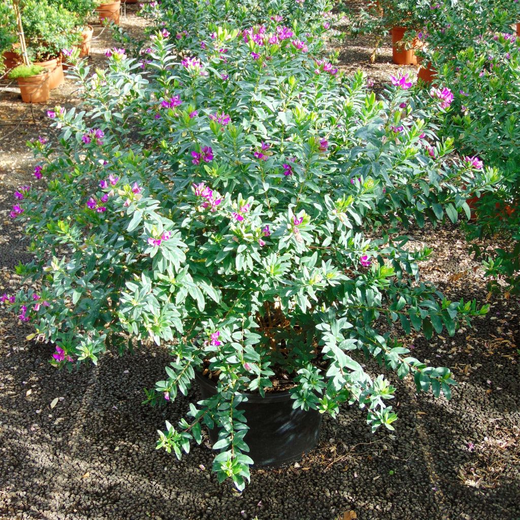 Polygala myrtifolia