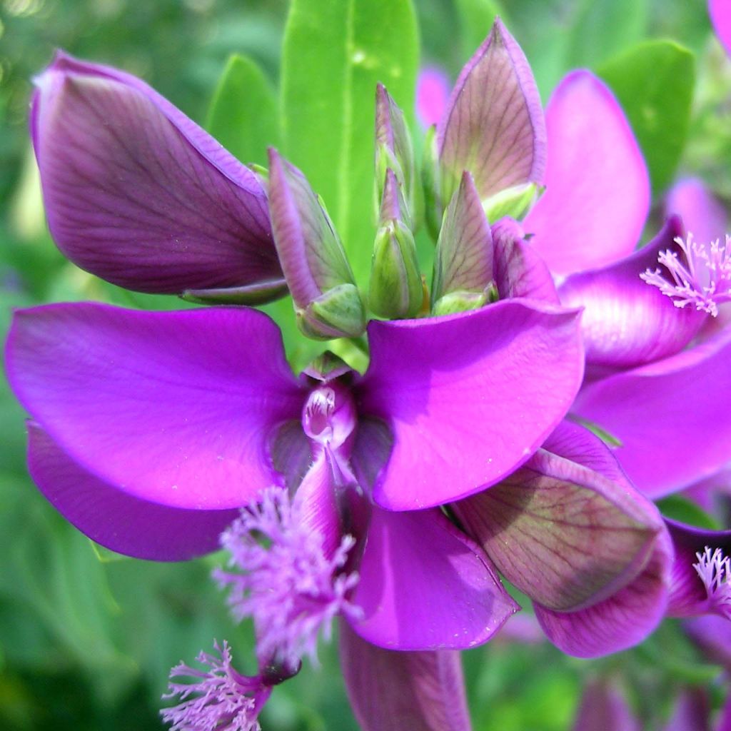 Polygala myrtifolia