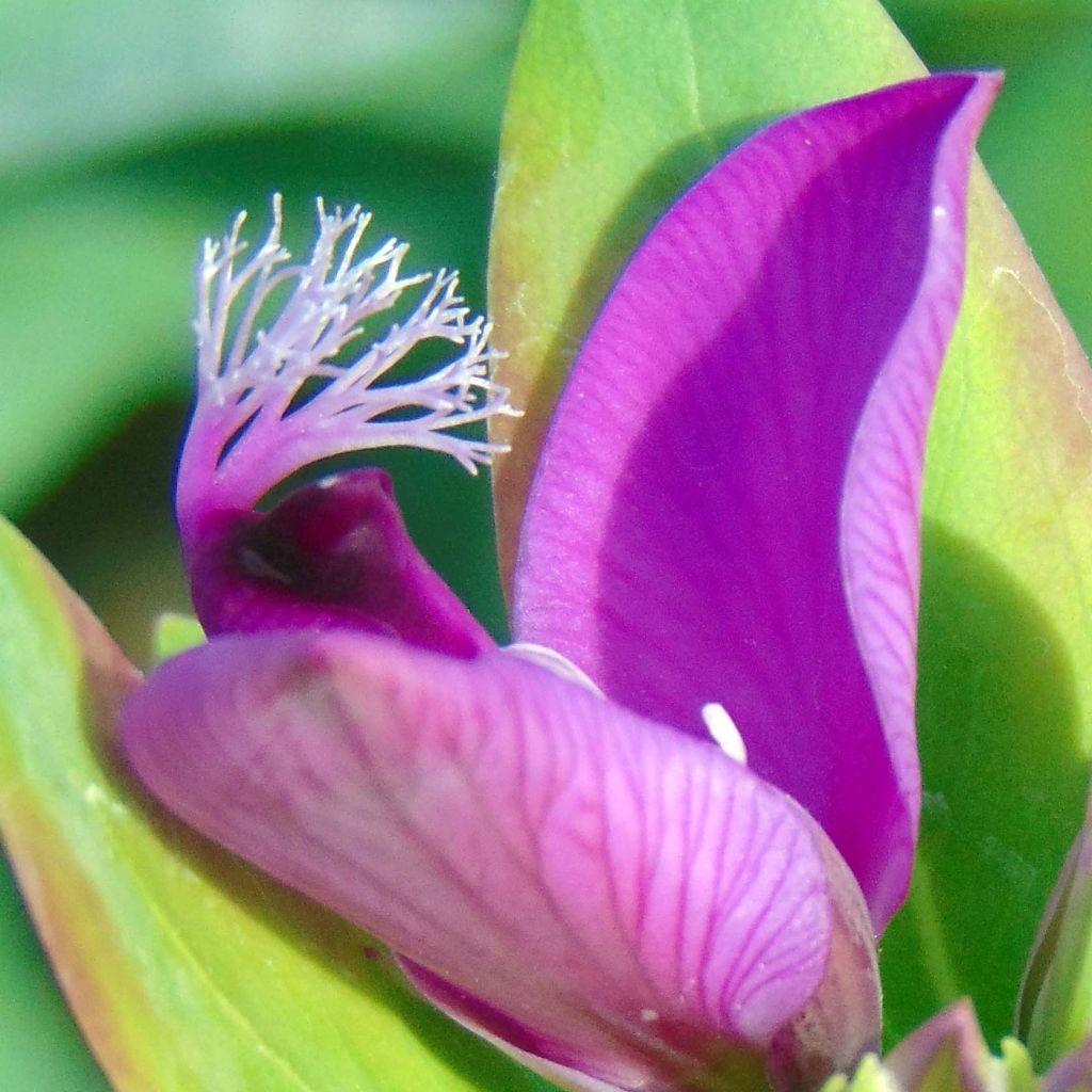 Polygala myrtifolia