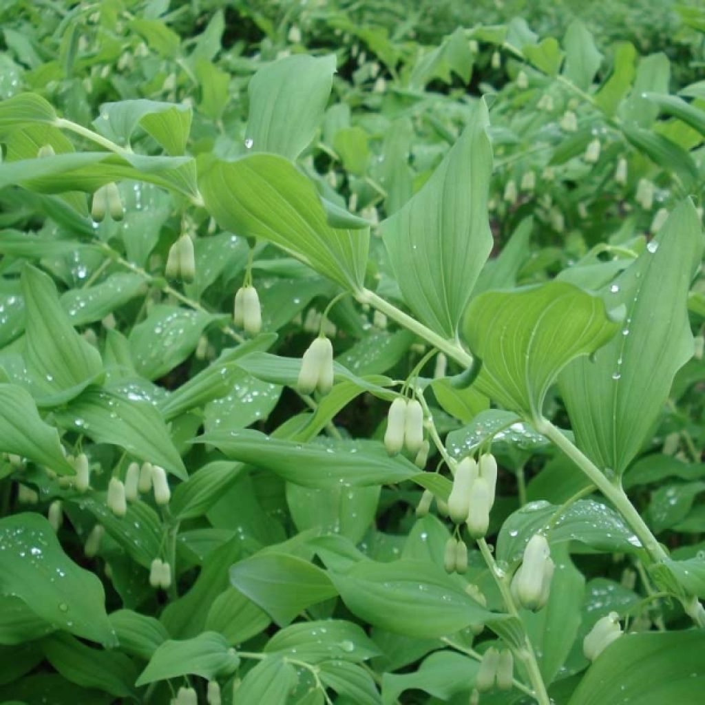 Polygonatum commutatum - Solomon's Seal