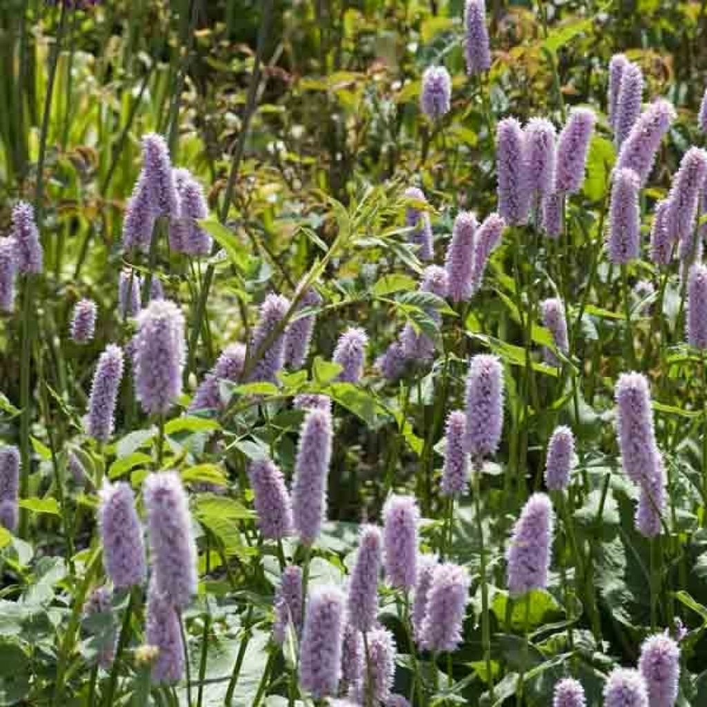 Persicaria bistorta Superba - Bistort