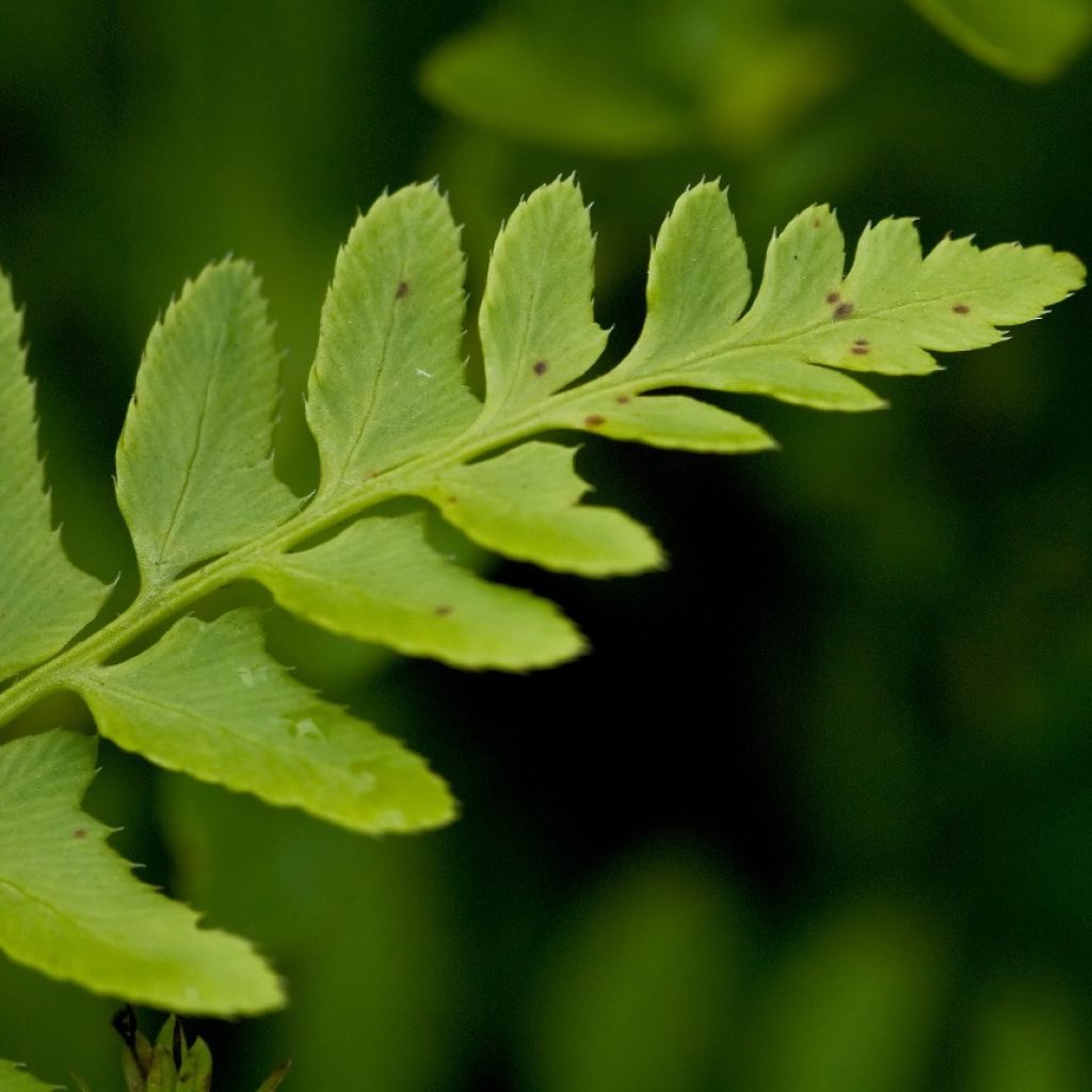 Polystichum acrostichoides - Christmas Fern