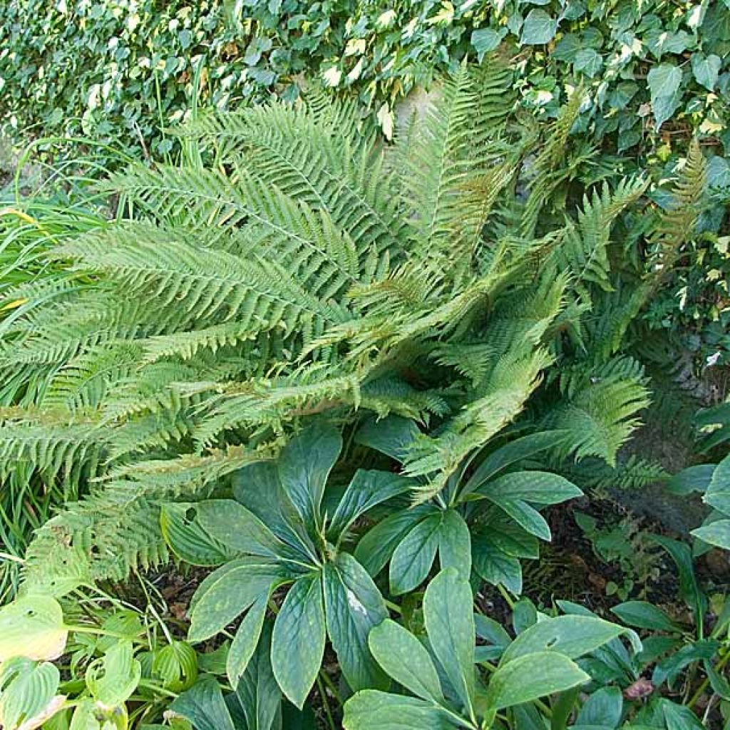 Polystichum polyblepharum - Japanese Lace Fern