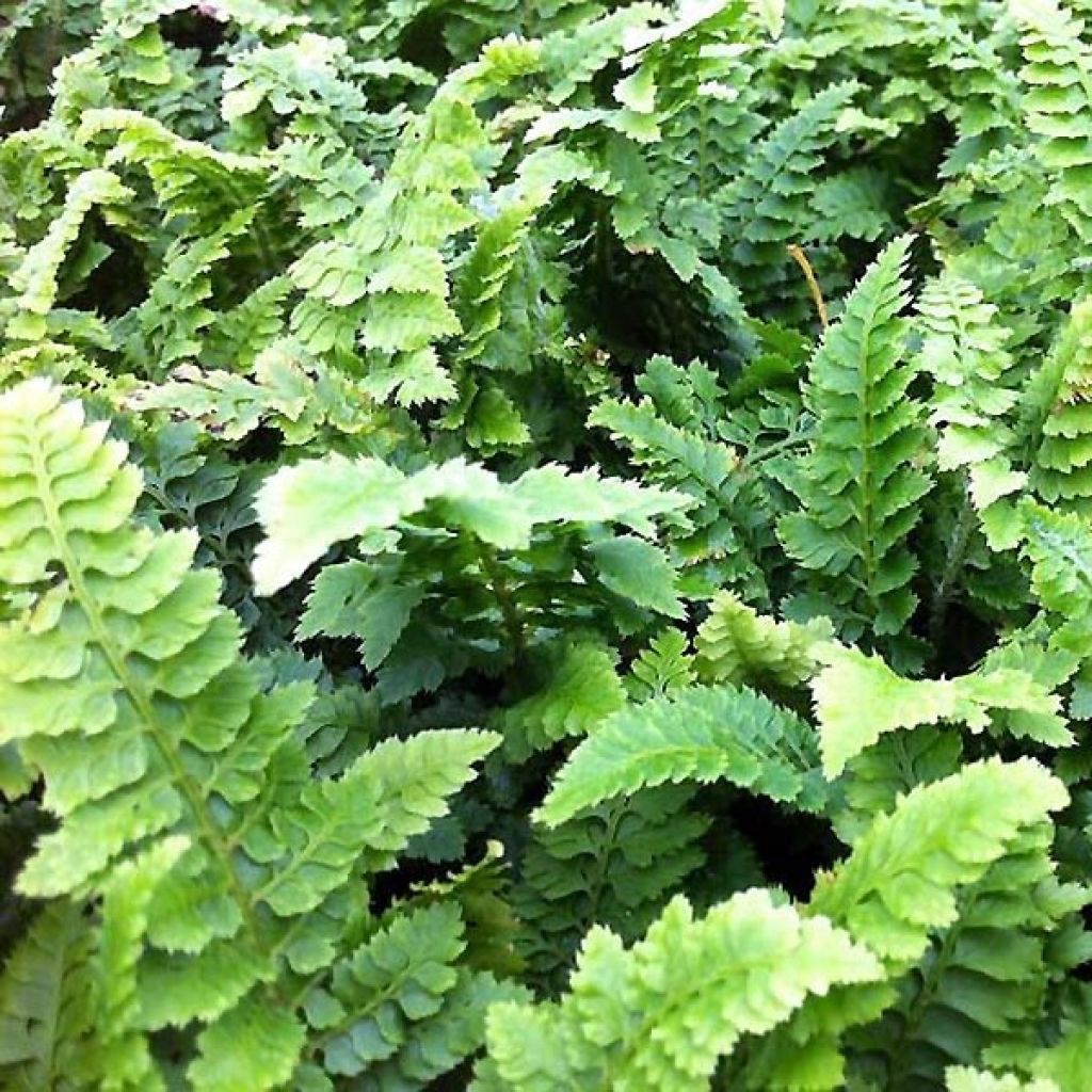Polystichum setiferum Congestum - Soft Shield Fern