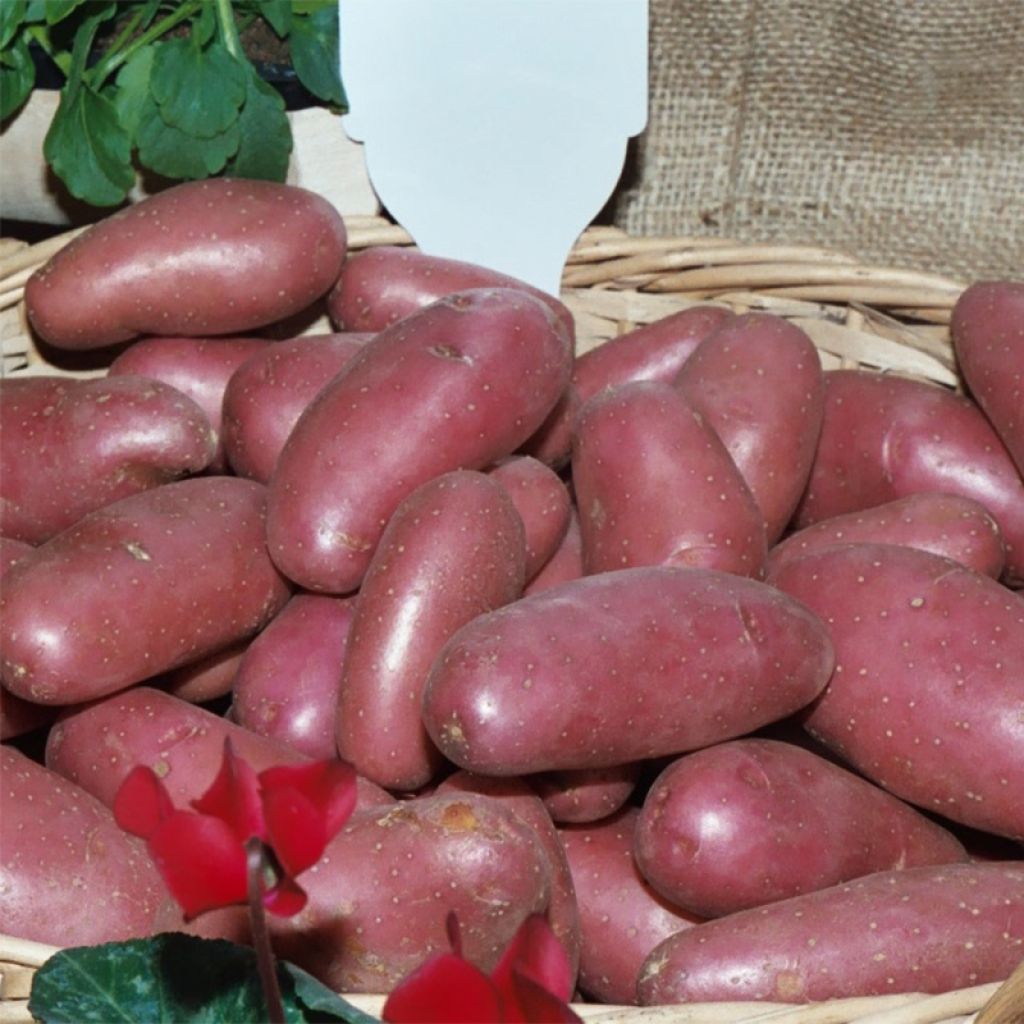 Potatoes Cherie