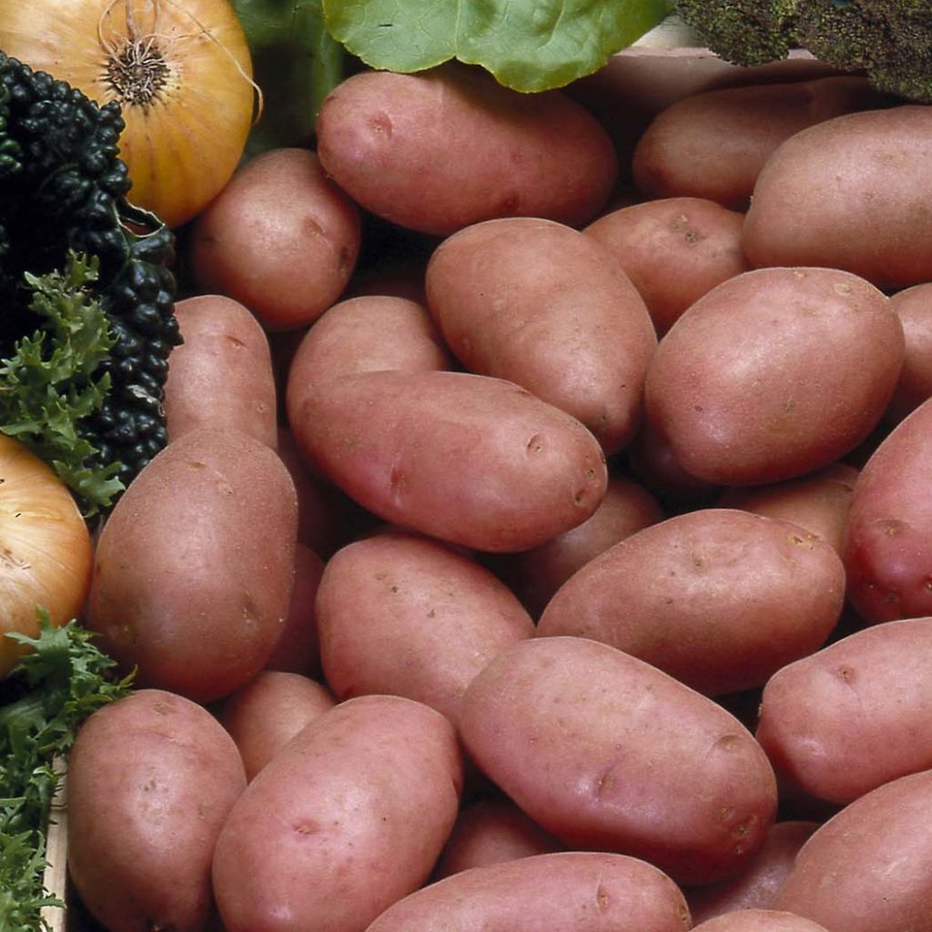 Potatoes Rosabelle