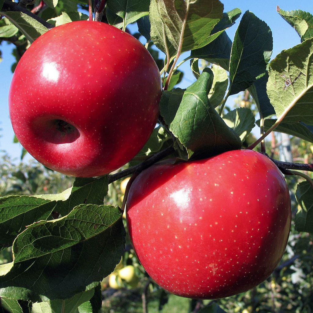 Apple Tree Ariane - Malus domestica