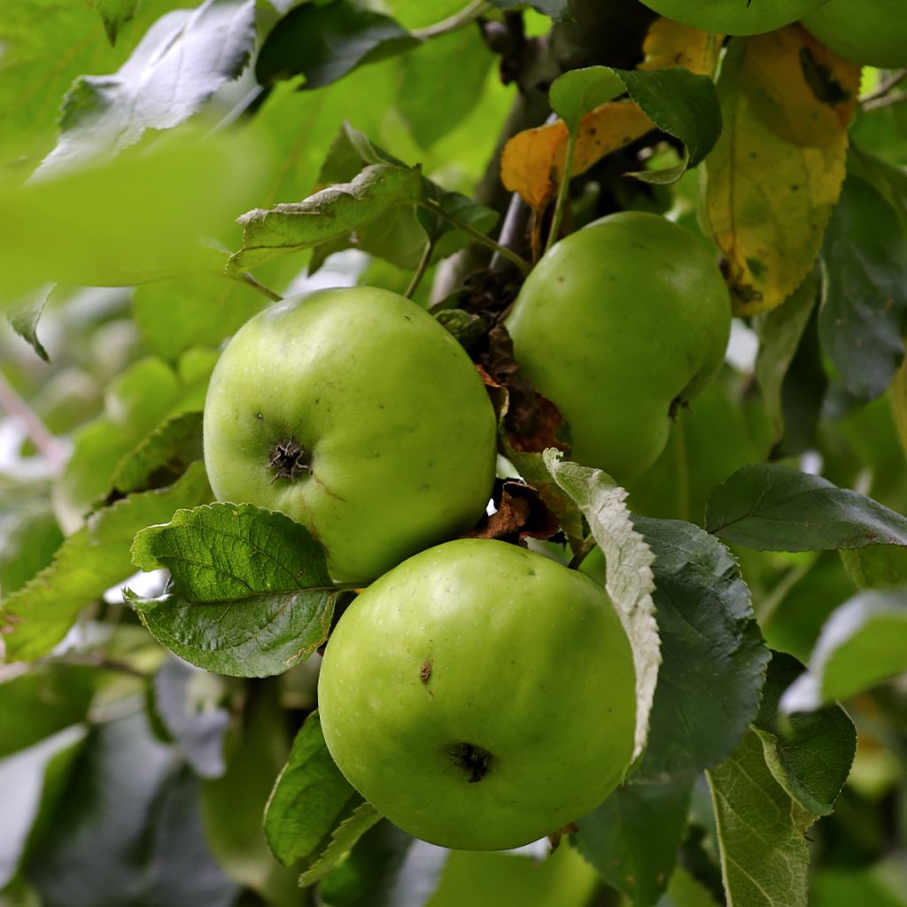 Apple Tree Jacques Lebel - Malus domestica