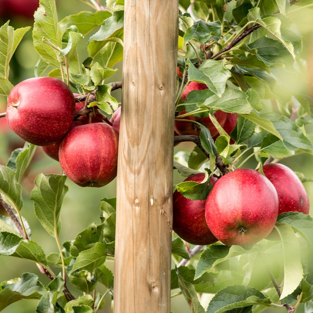Apple Tree Jumbo Hanners - Malus domestica