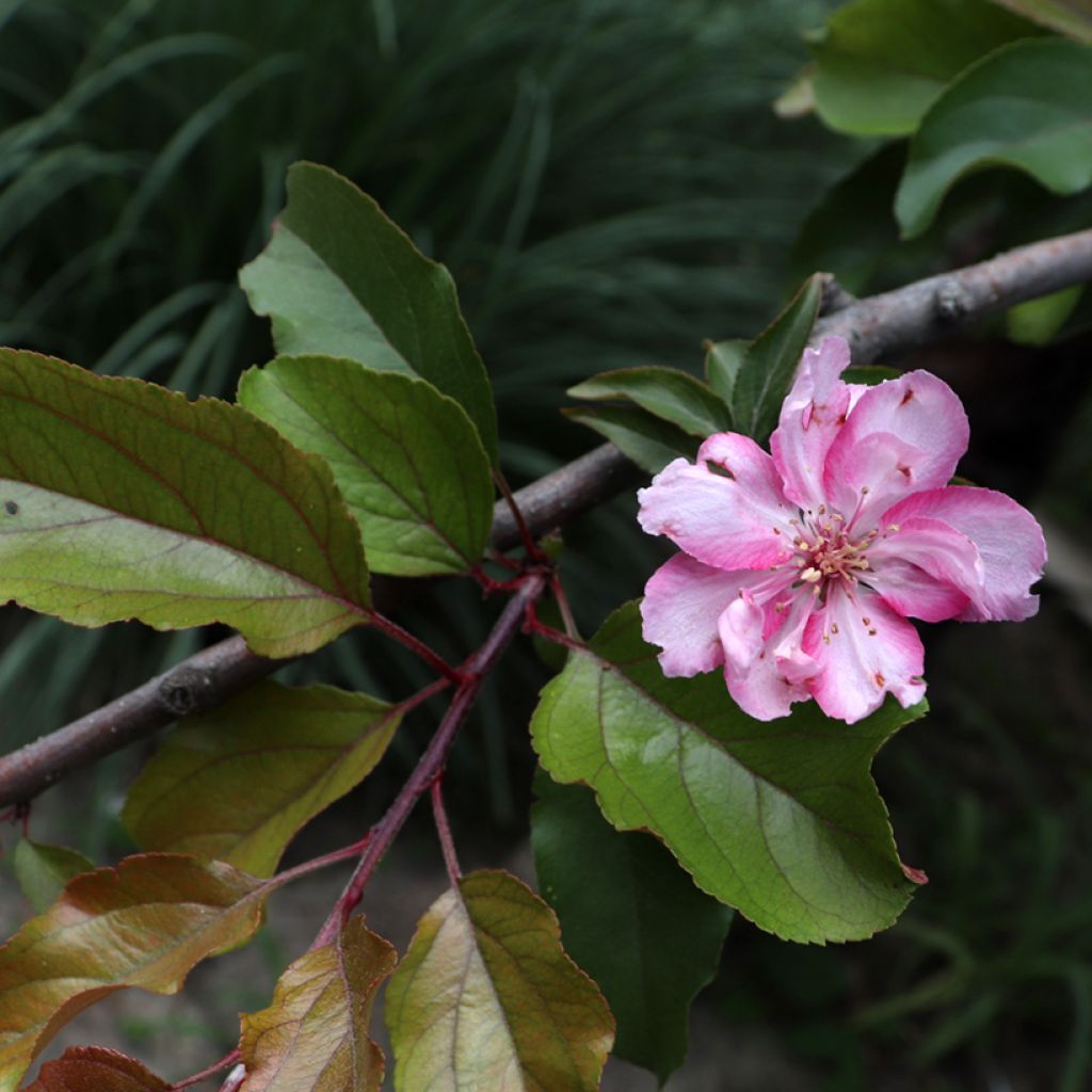 Malus purpureus Aldenhamensis - Crab Apple