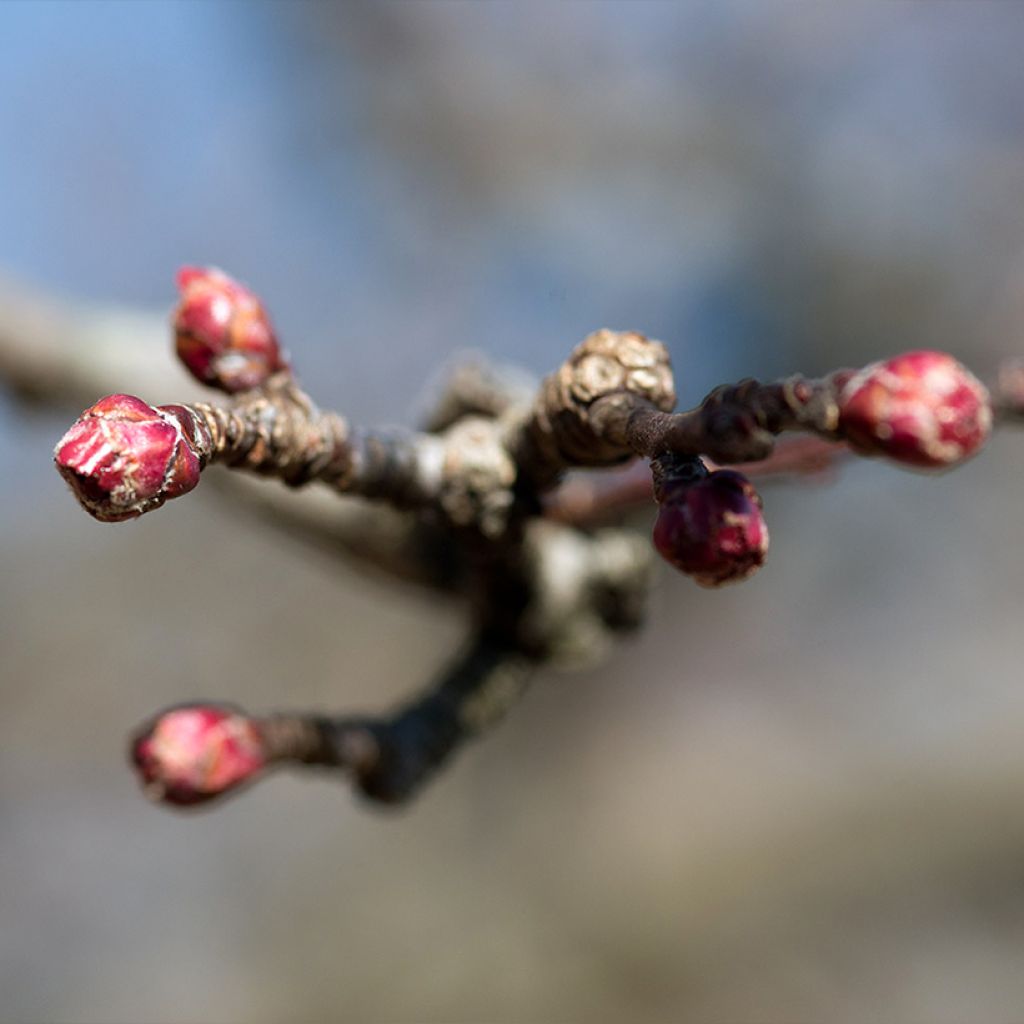 Malus purpureus Aldenhamensis - Crab Apple
