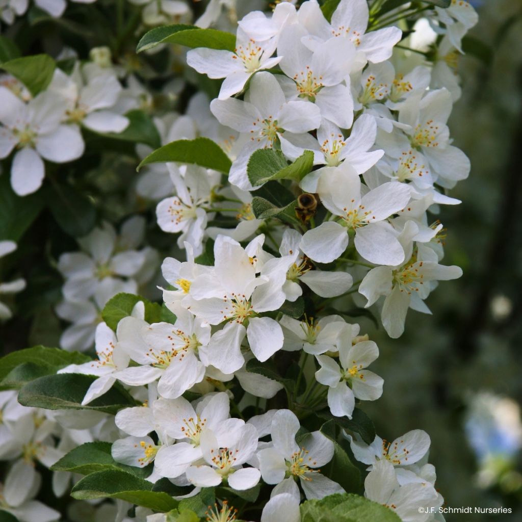 Malus Ivory Spear - Crab Apple