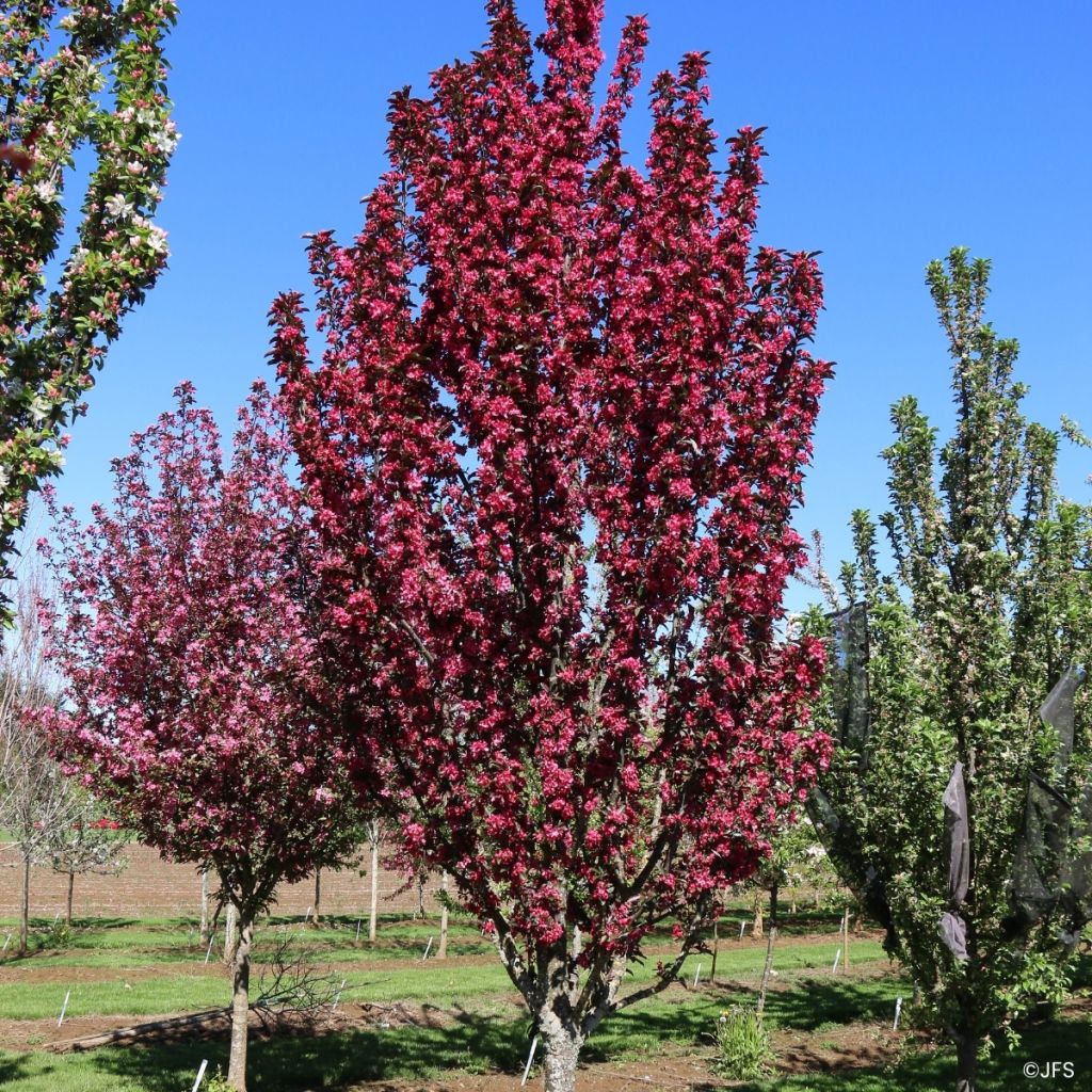 Malus Raspberry Spear® - Crab Apple