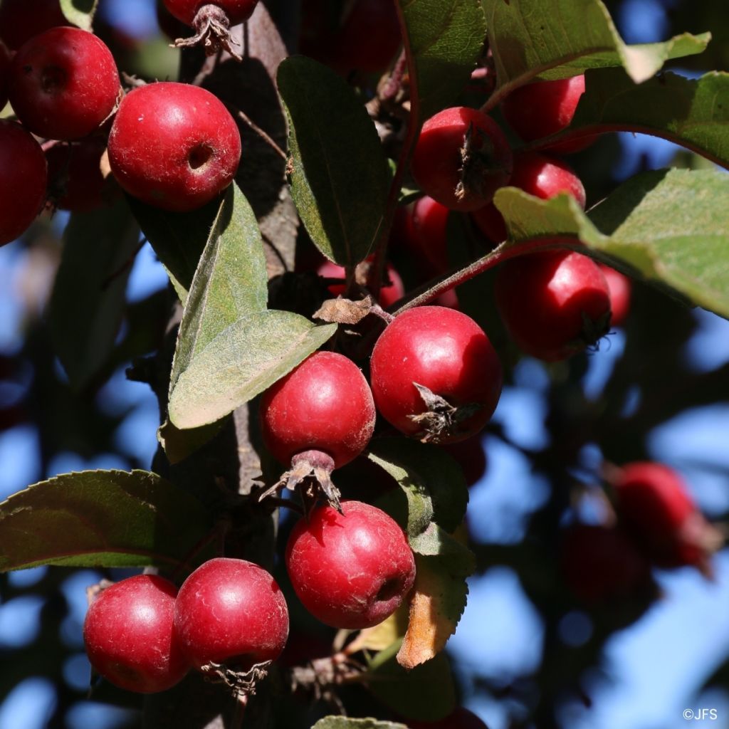 Malus Raspberry Spear® - Crab Apple