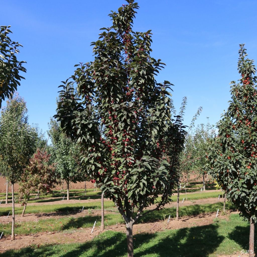 Malus Raspberry Spear® - Crab Apple