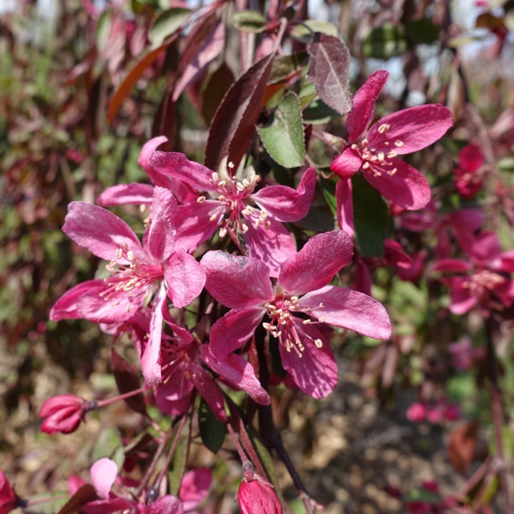 Malus Royal Beauty Variegata - Crab Apple