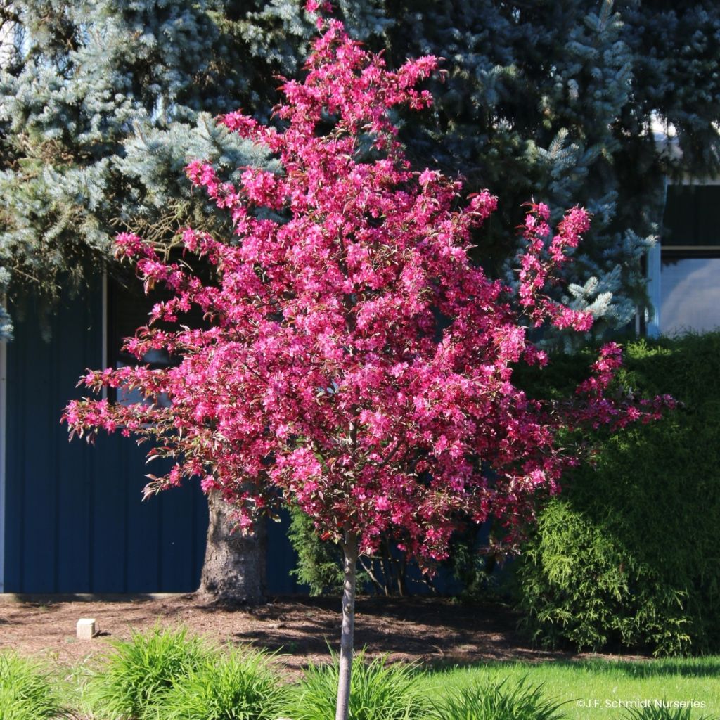 Malus Royal  Raindrops - Crab Apple