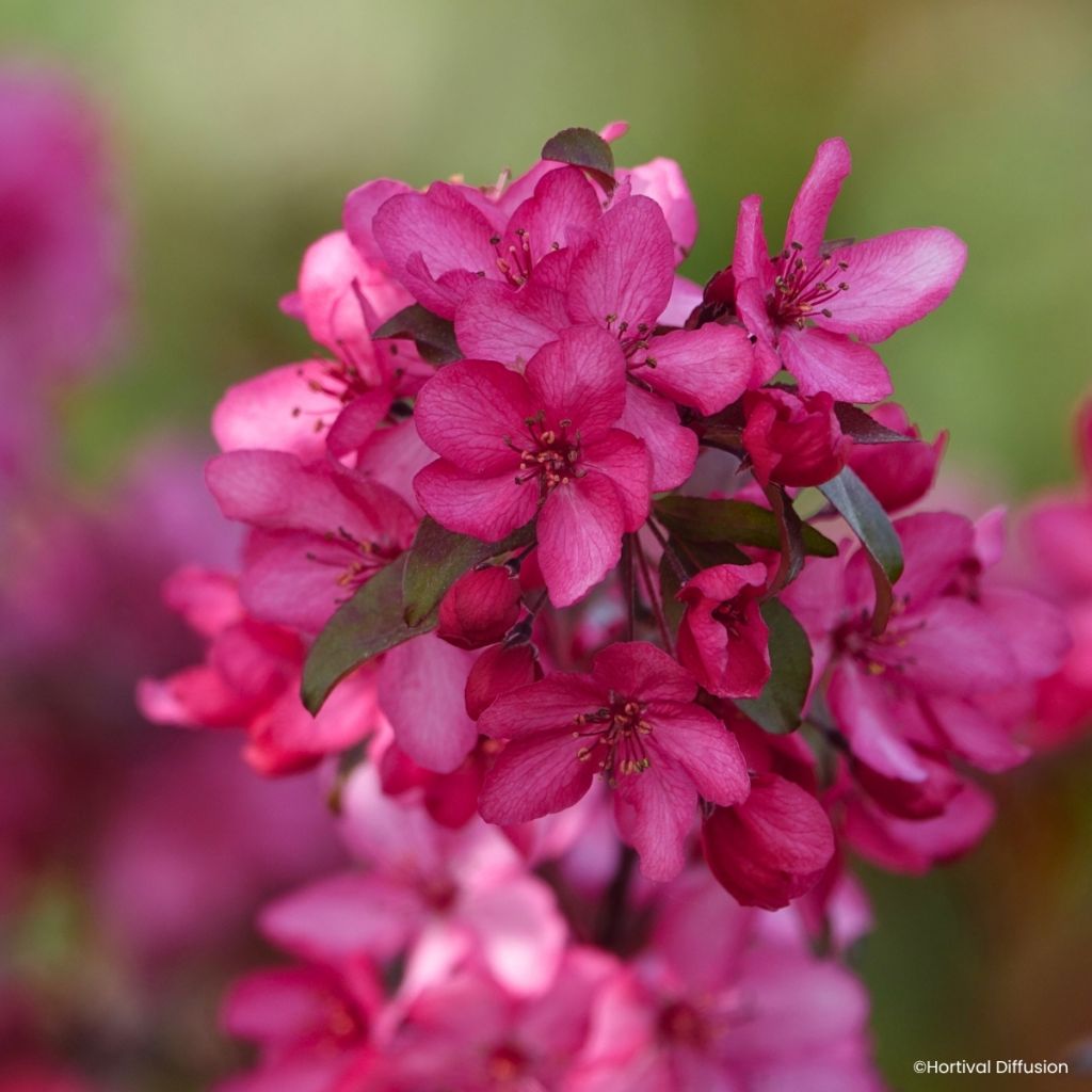 Malus Royal  Raindrops - Crab Apple