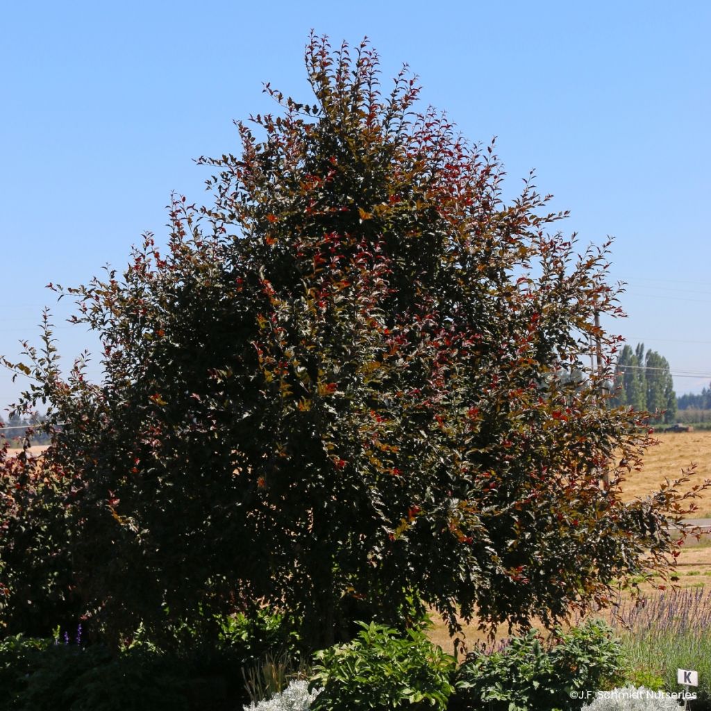 Malus Royal  Raindrops - Crab Apple
