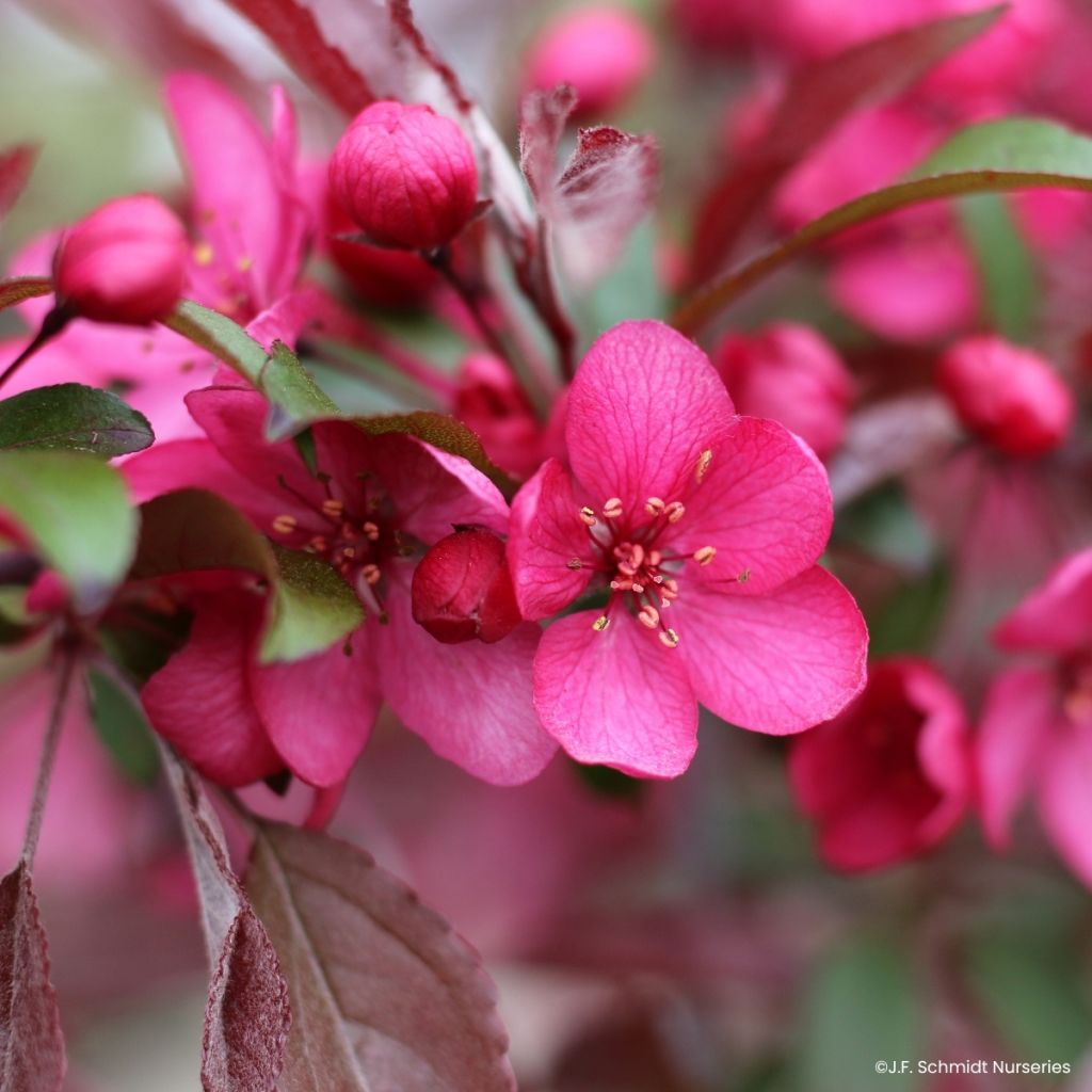 Malus Royal  Raindrops - Crab Apple