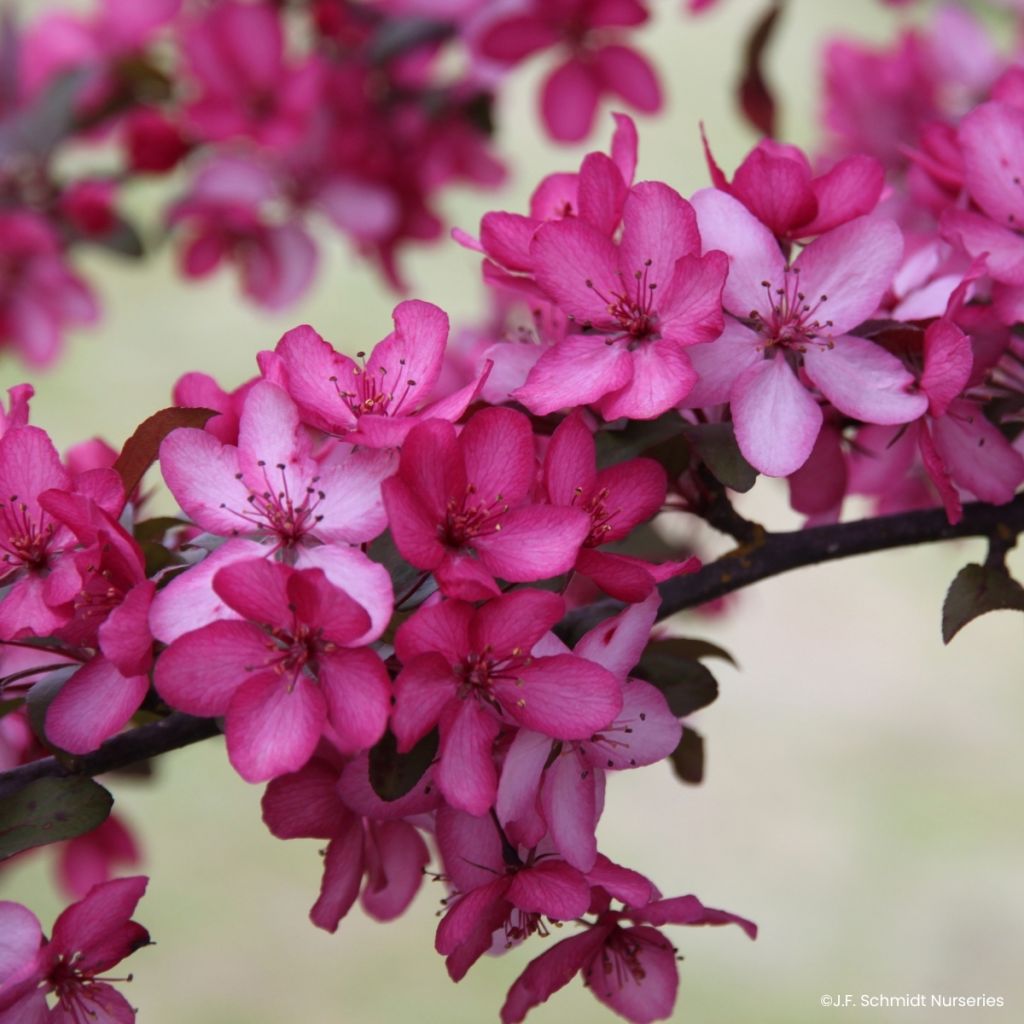 Malus Royal  Raindrops - Crab Apple