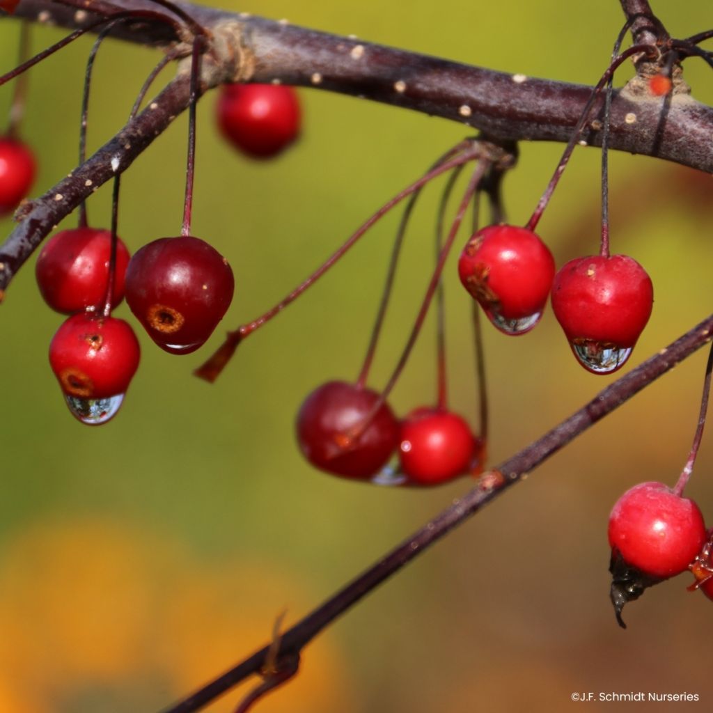 Malus Royal  Raindrops - Crab Apple