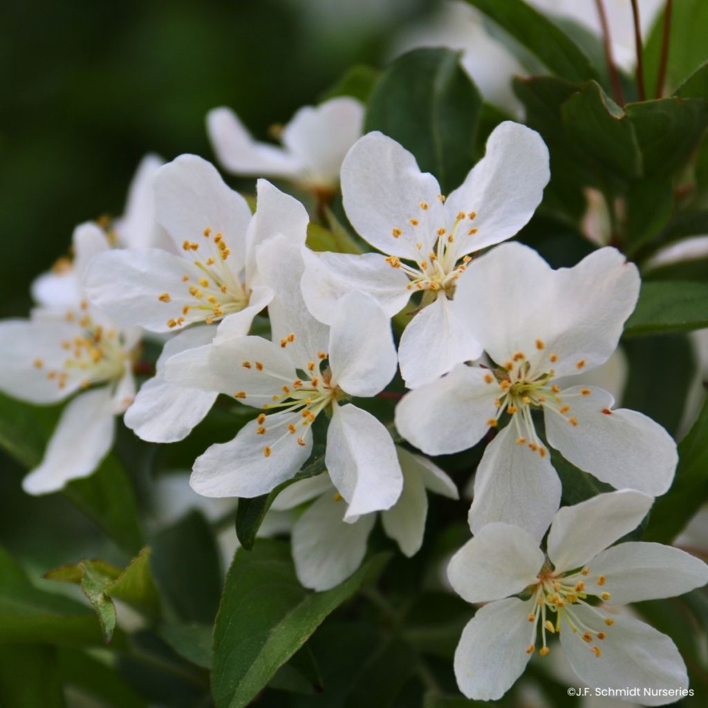 Malus Sparkling Sprite - Crab Apple