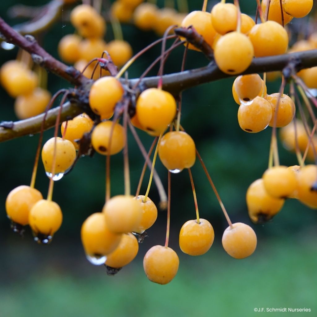 Malus Sparkling Sprite - Crab Apple