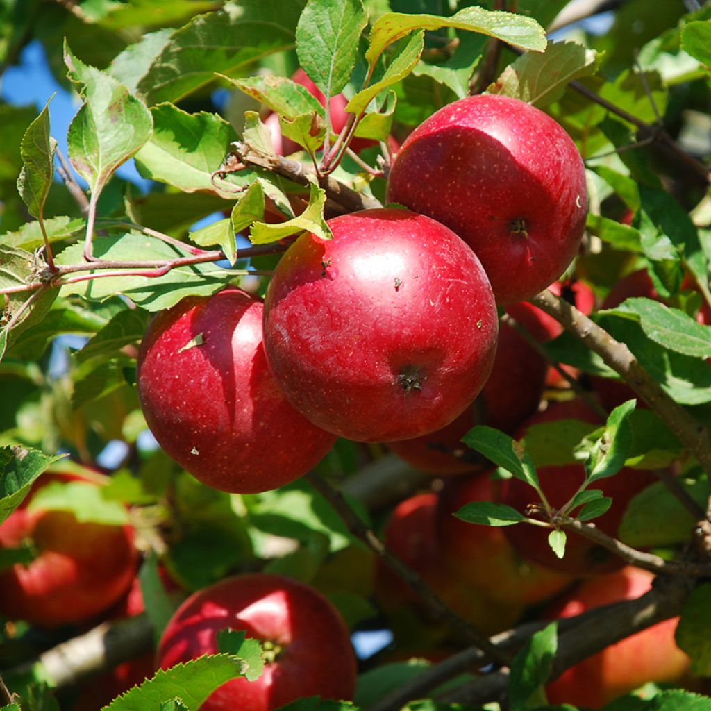 Dwarf Apple Tree Fruit Me Apple Me Red Gala