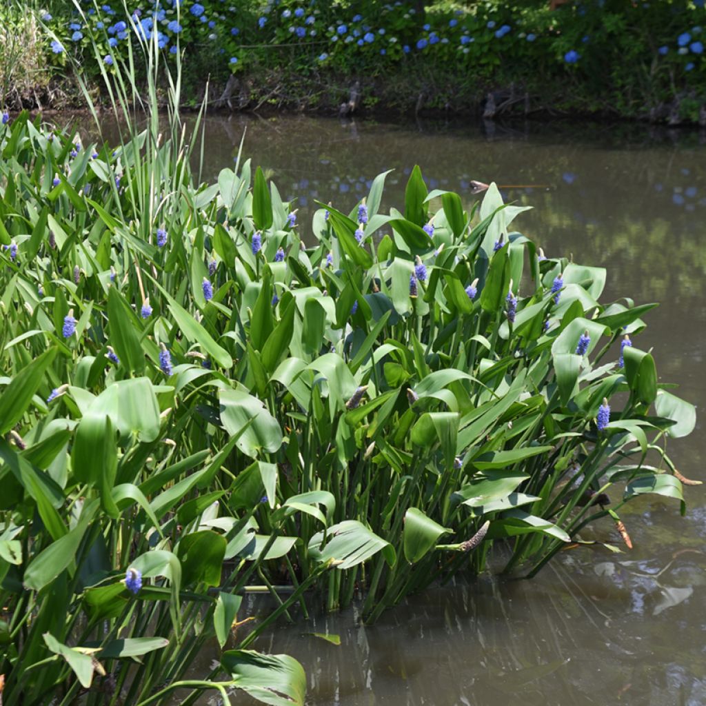 Pontederia cordata