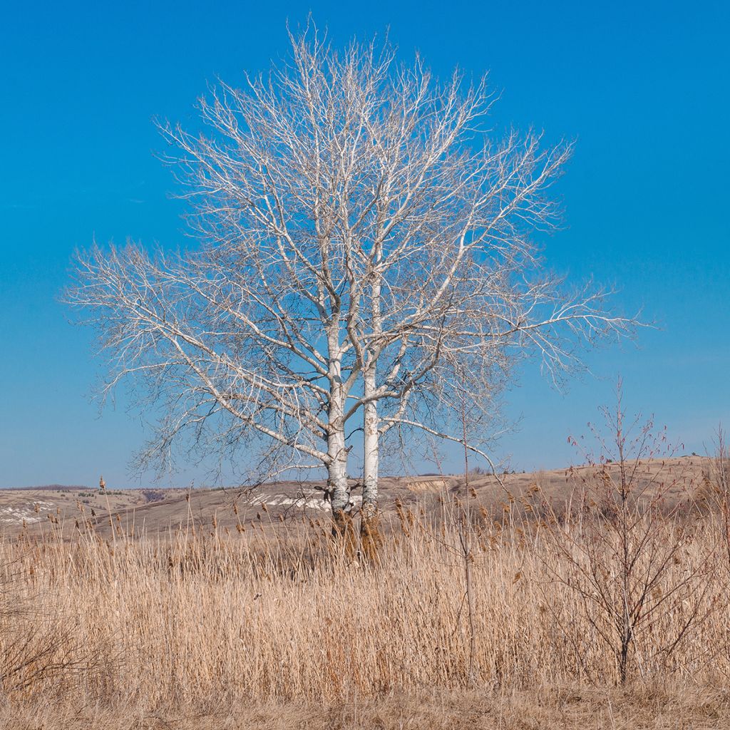 Populus alba - White Poplar