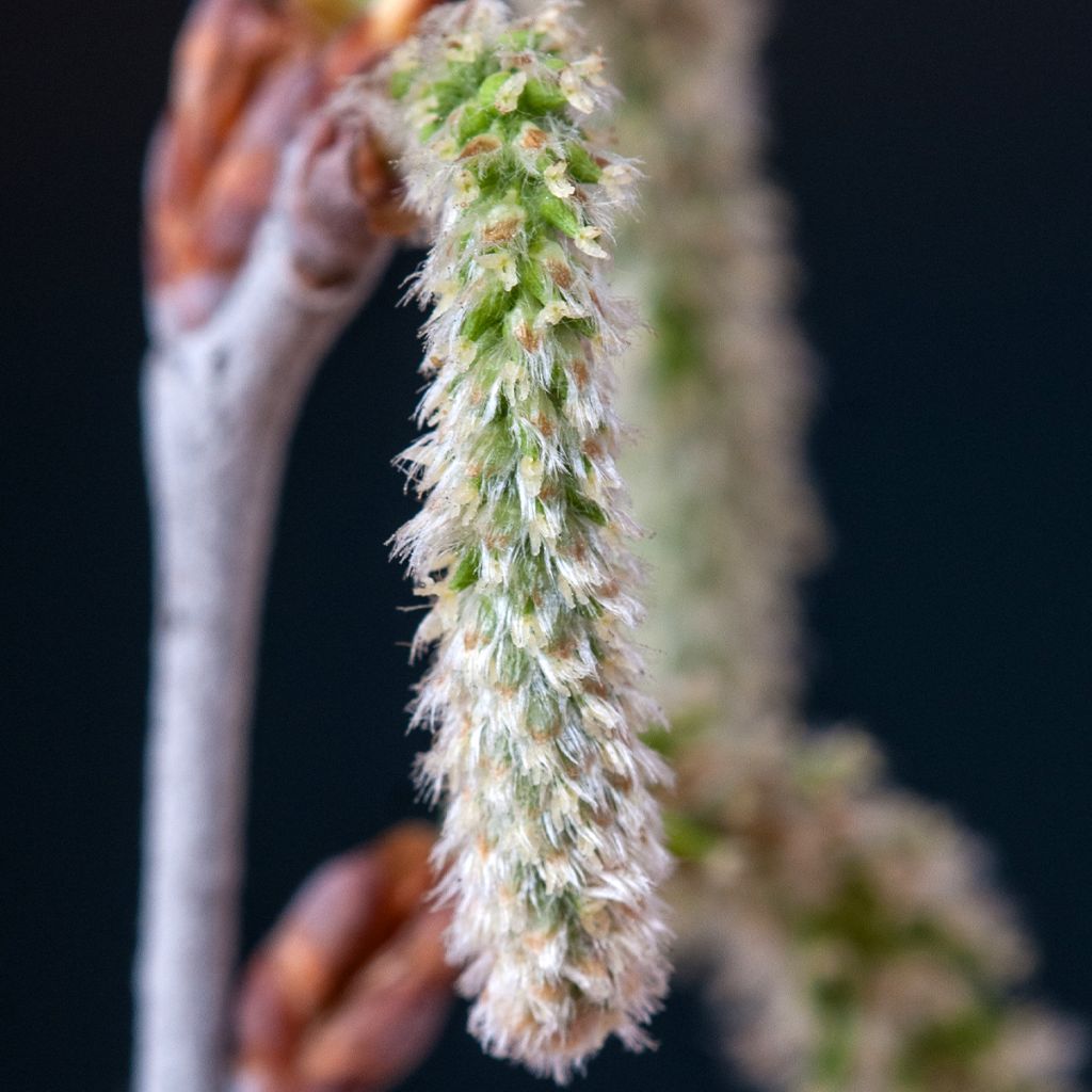 Populus alba - White Poplar