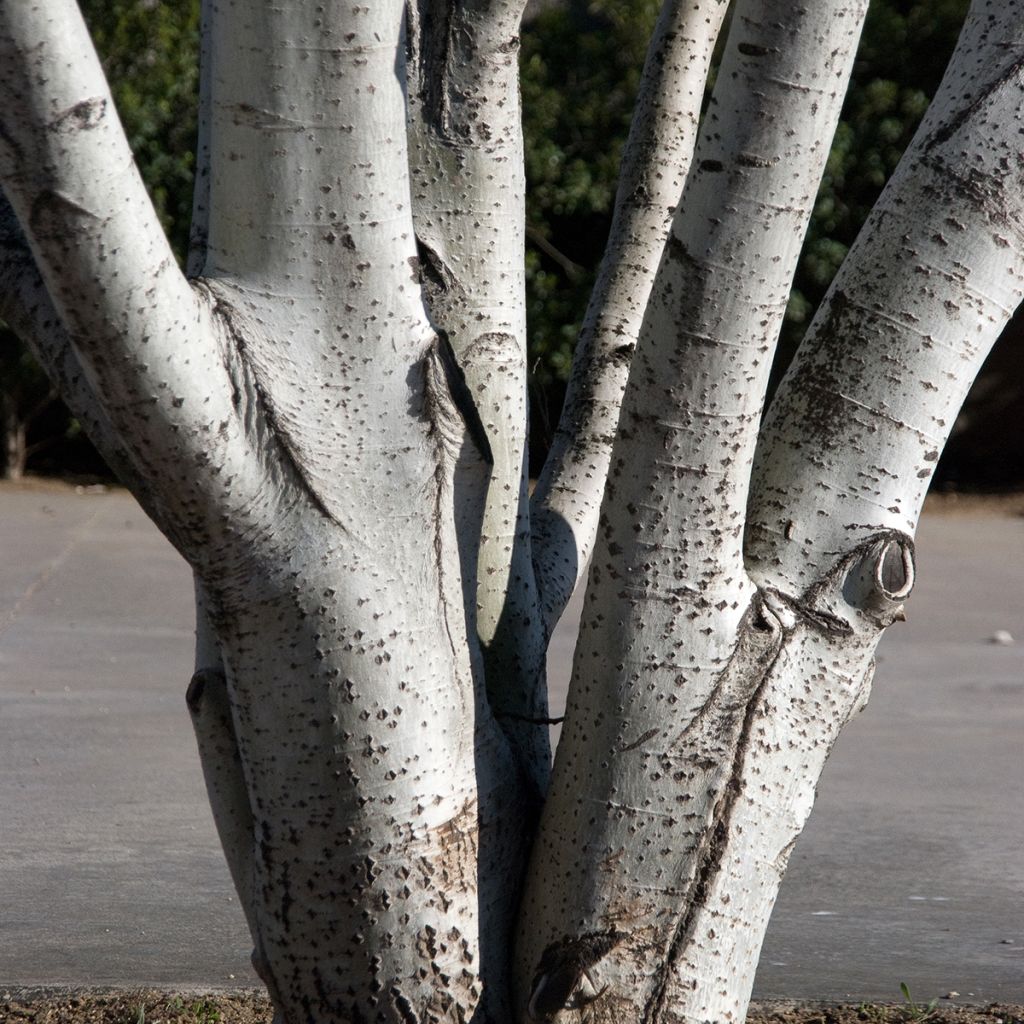 Populus alba - White Poplar