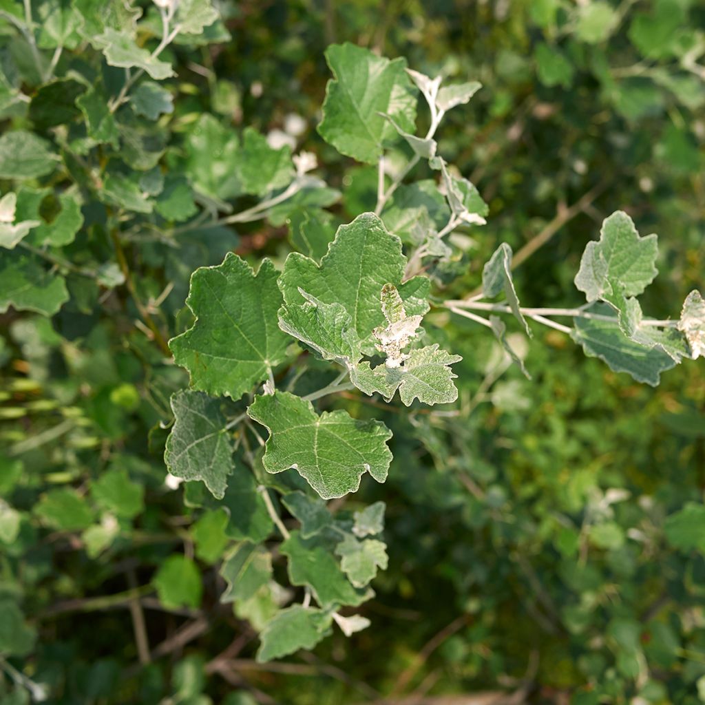 Populus alba - White Poplar