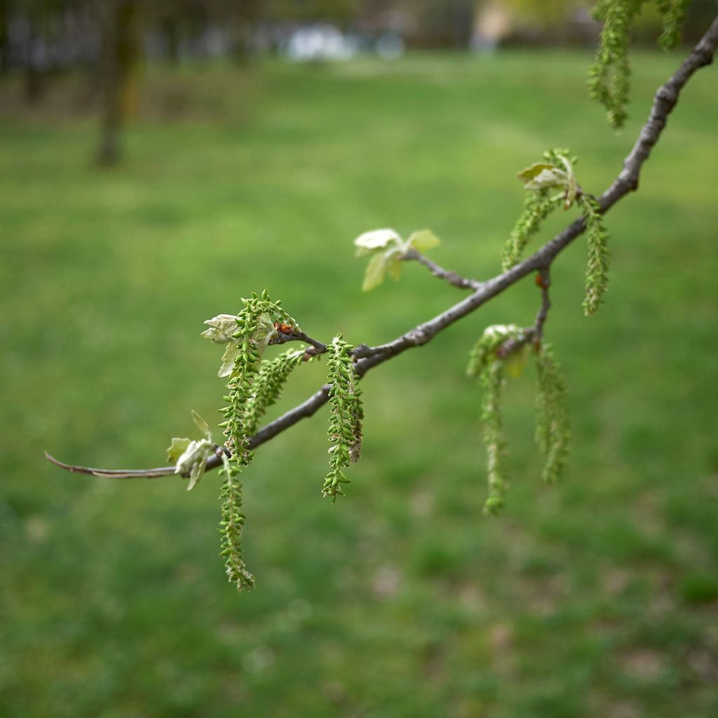 Populus alba - White Poplar