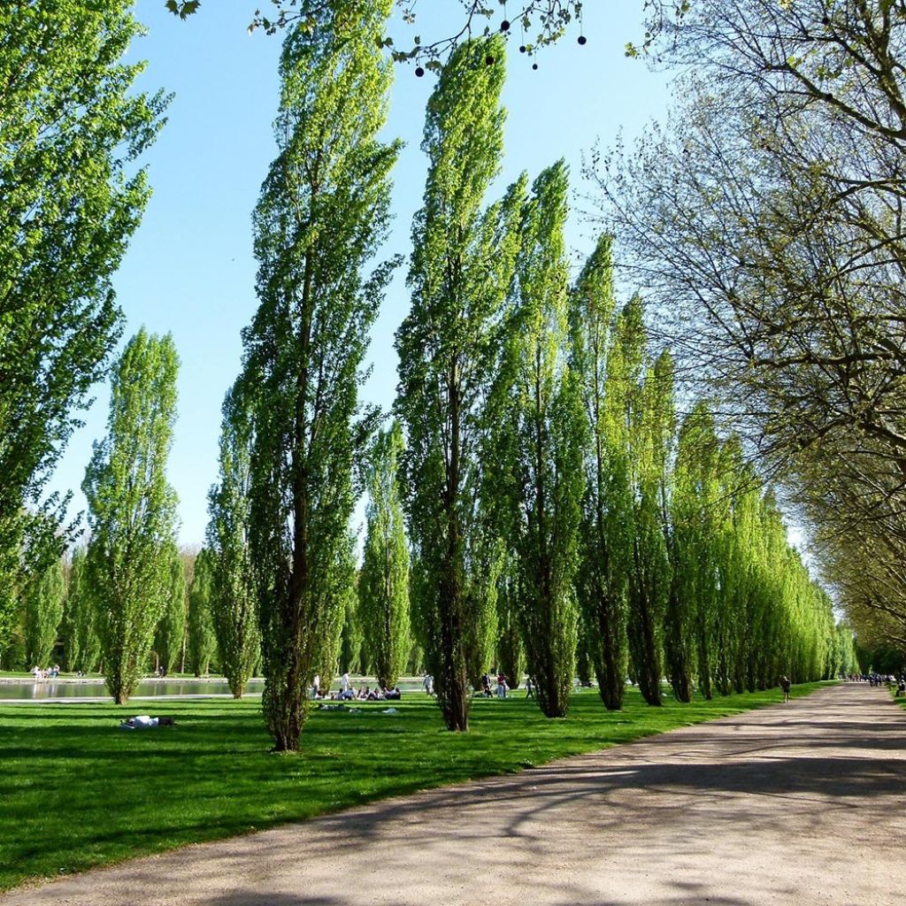 Populus nigra Italica - Black Poplar