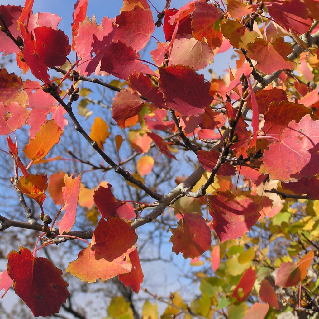 Populus tremula - Aspen