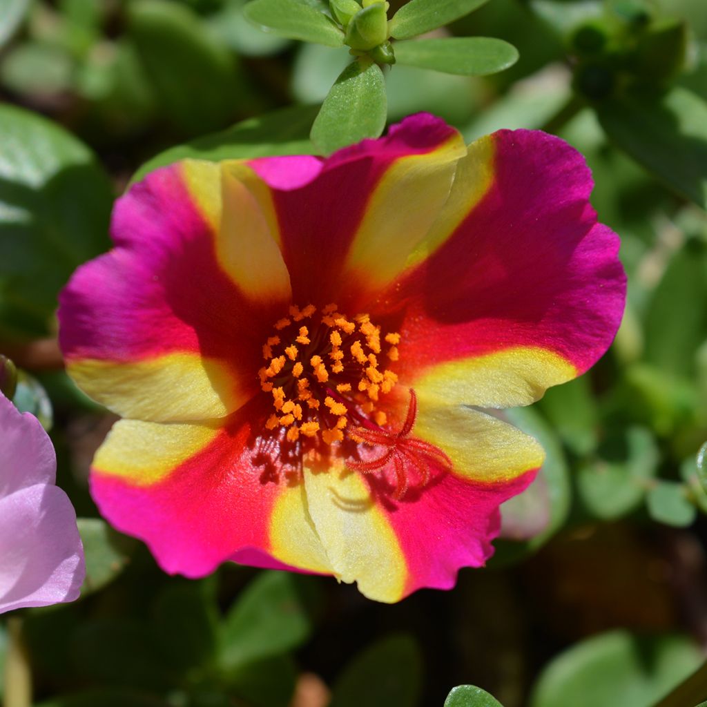 Portulaca oleracea Campino Twist Pink - Purslane