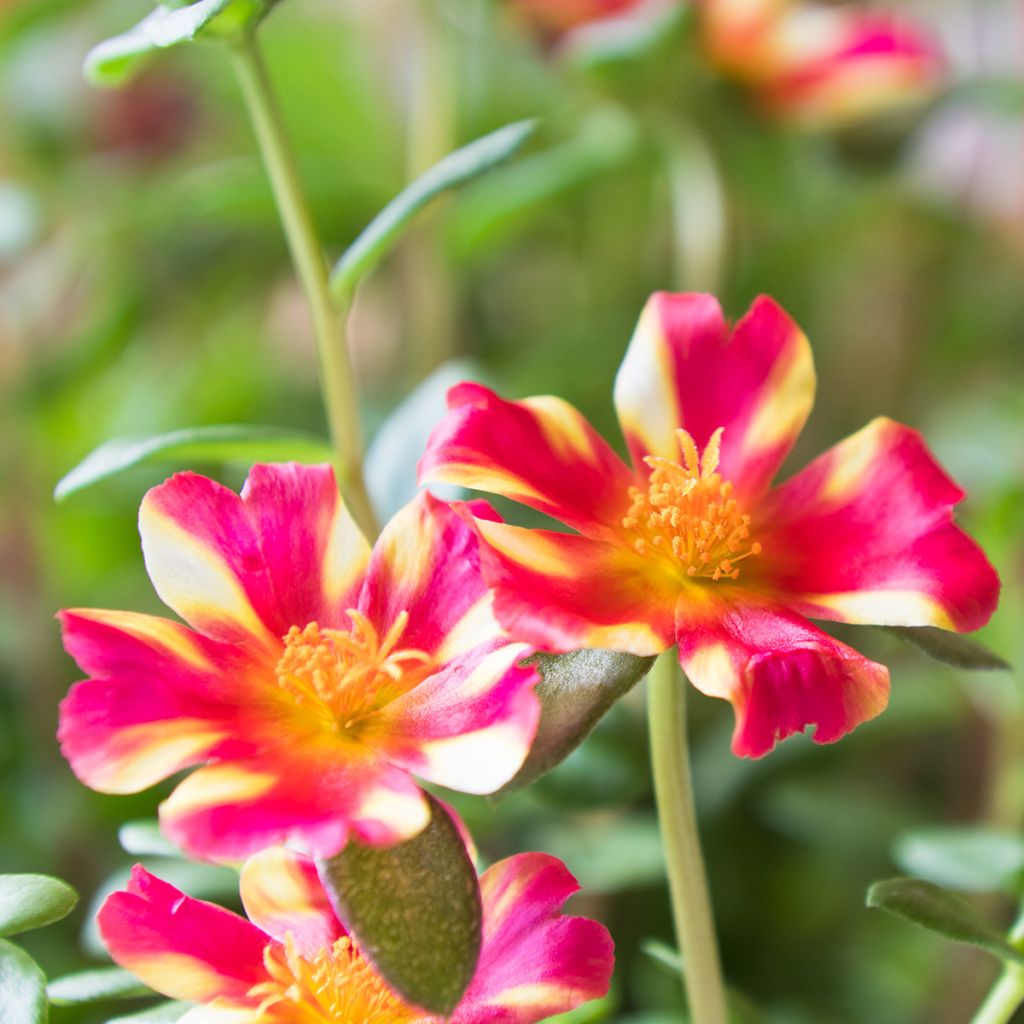 Portulaca oleracea Campino Twist Pink - Purslane