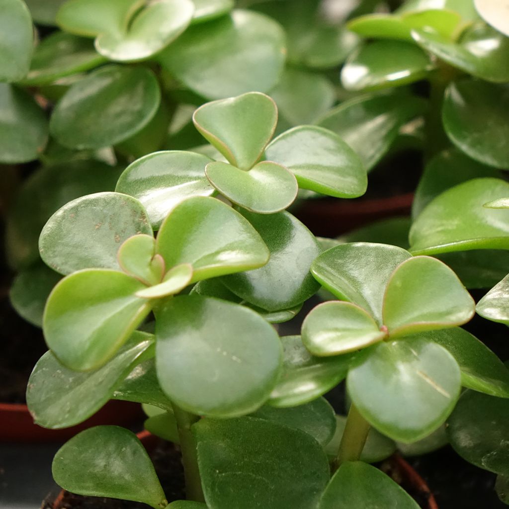 Portulacaria afra Variegata