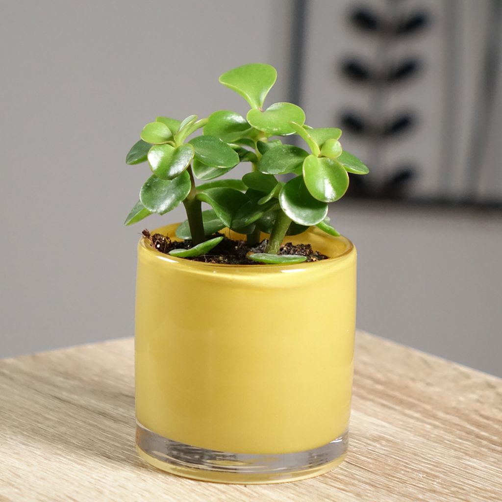 Portulacaria afra Variegata