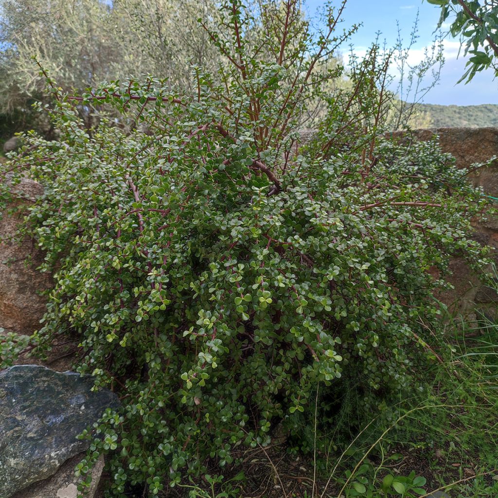Portulacaria afra - Elephant Bush