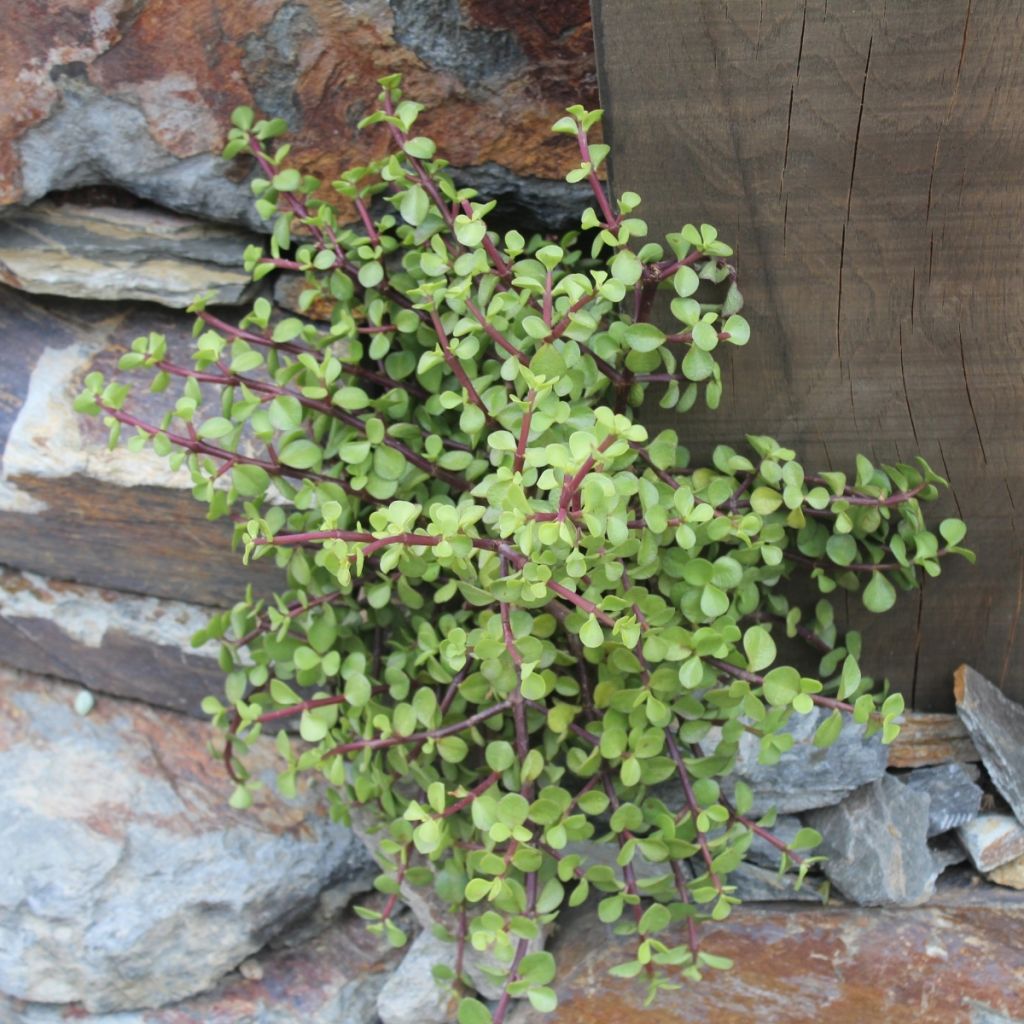 Portulacaria afra - Elephant Bush