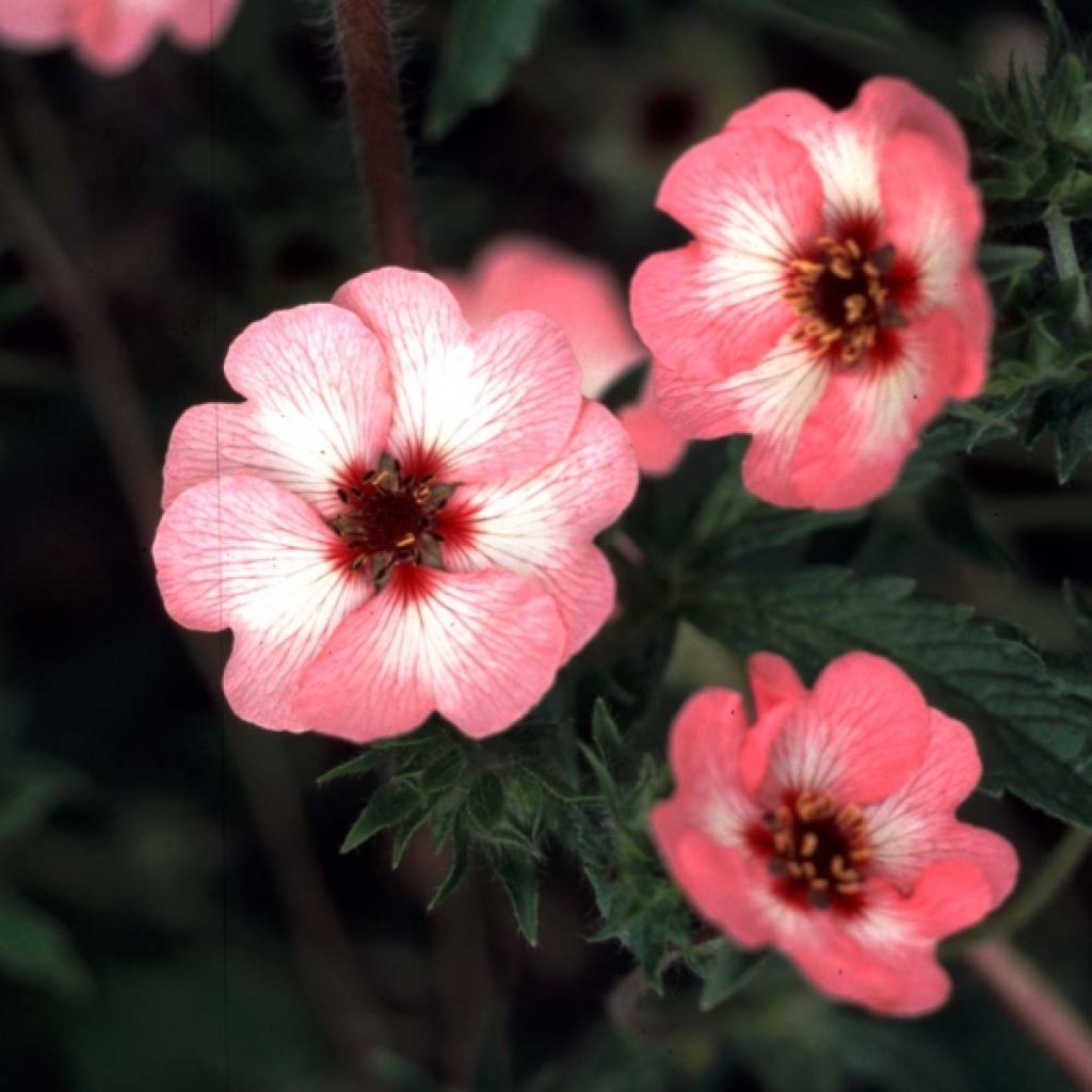 Potentilla hopwoodiana - Cinquefoil