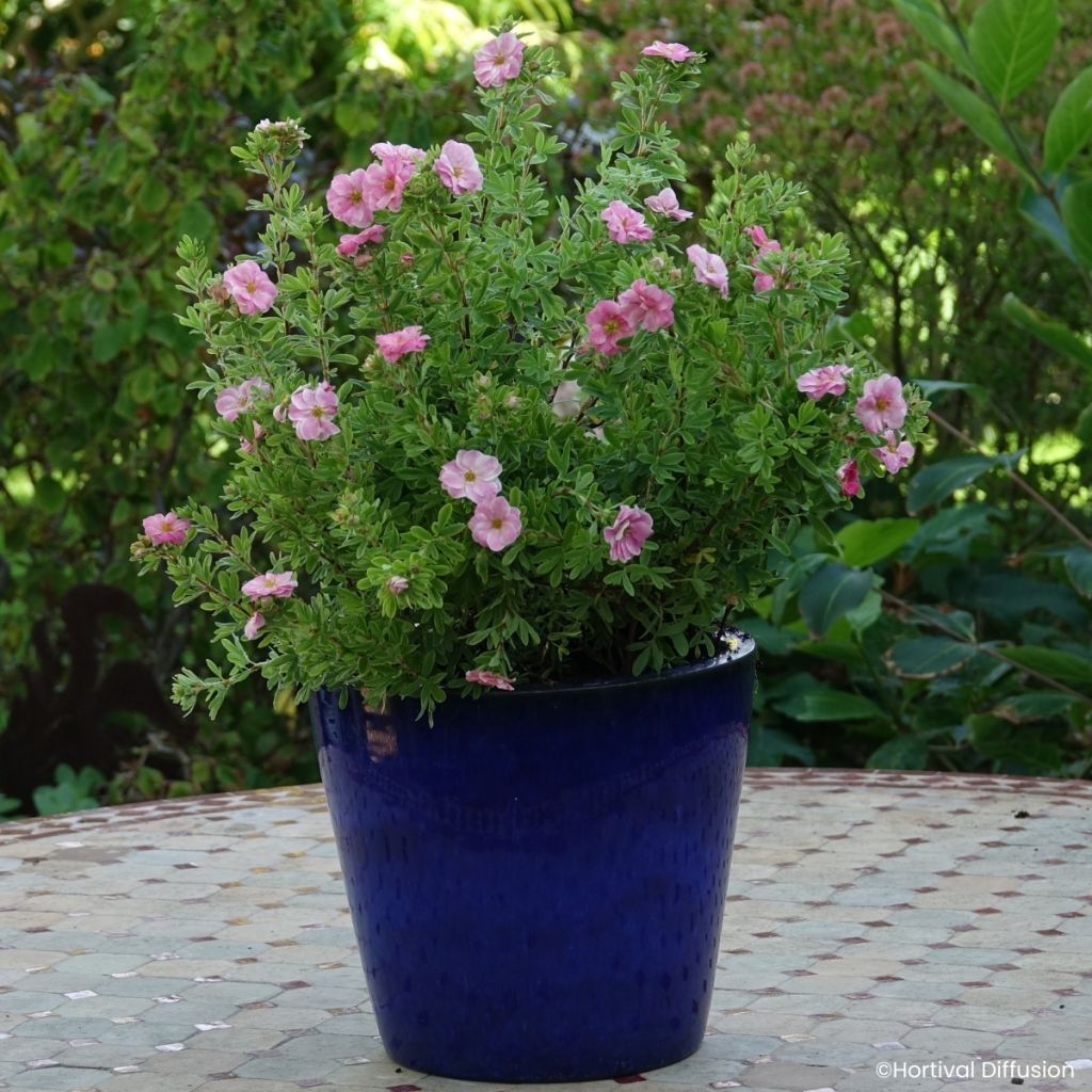Potentilla fruticosa Double Punch Pink - Shrubby cinquefoil