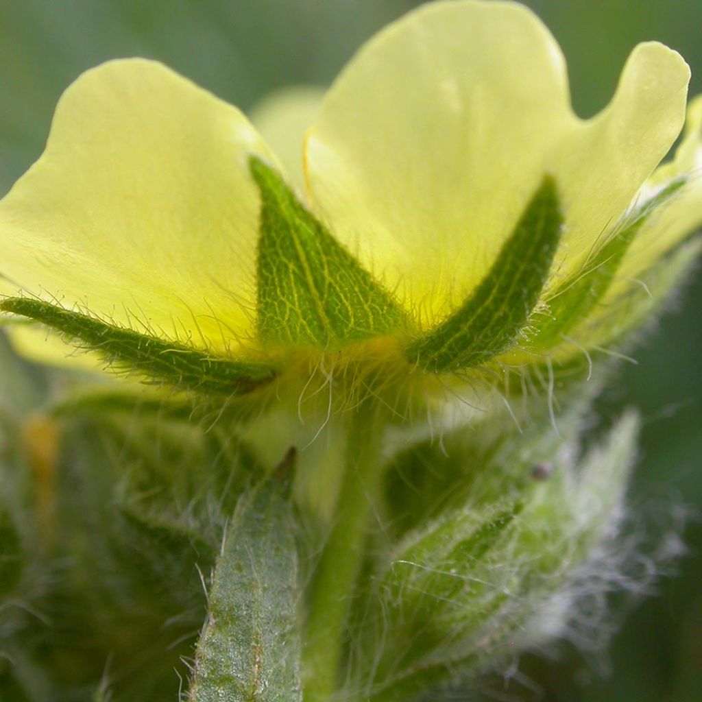 Potentilla recta Warrenii - Cinquefoil