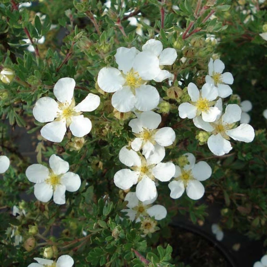 Potentilla fruticosa Abbotswood - Shrubby Cinquefoil