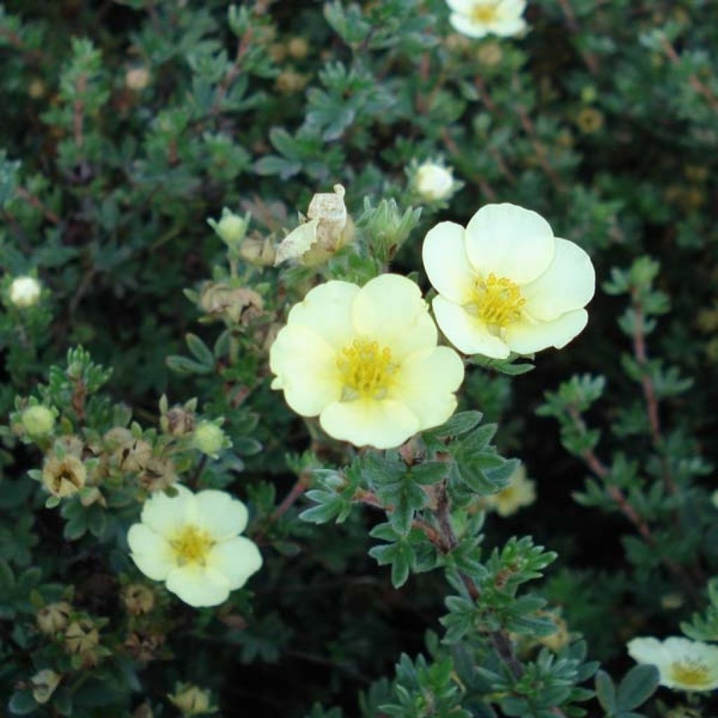 Potentilla fruticosa Primrose Beauty - Shrubby Cinquefoil
